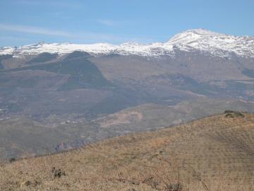 Sector of vineyard looking to Sierra Nevada